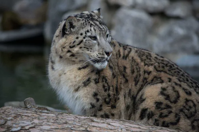 Nie żyje samica irbisa śnieżnego z warszawskiego zoo. Przyczyna: powikłania po infekcji Covid-19
