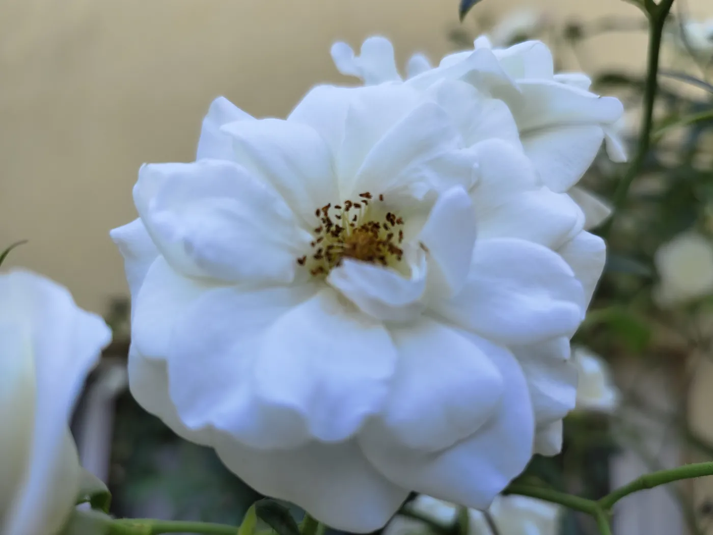 Zdjęcie wykonane Vivo X80 Pro
