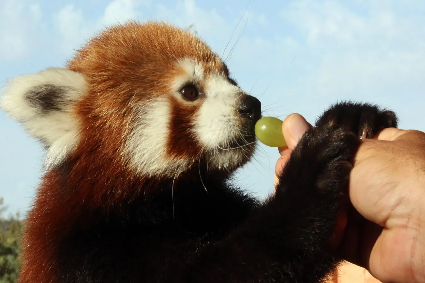 Nowo narodzona panda czerwona w Parku Zoologicznym Attica, na wschód od Aten