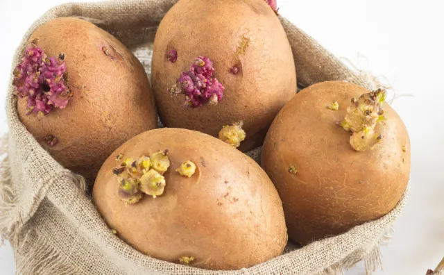 Kiedy ziemniaki stają się trujące? Trzeba zwrócić uwagę na kolor