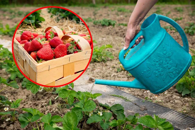 Wylej ten tani nawóz pod truskawki. Składniki masz w kuchni, a owoce będą przepyszne