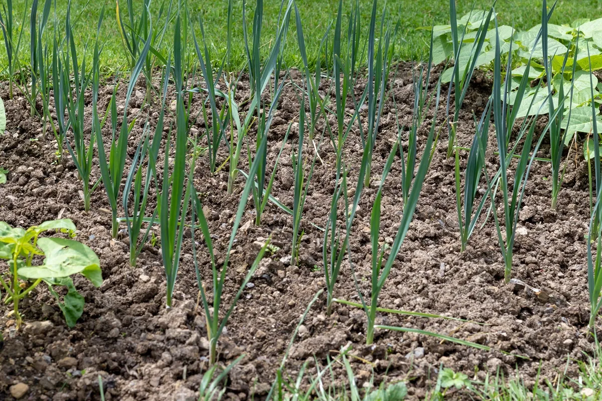 Sadzonki pora - kiedy sadzić do gruntu?
