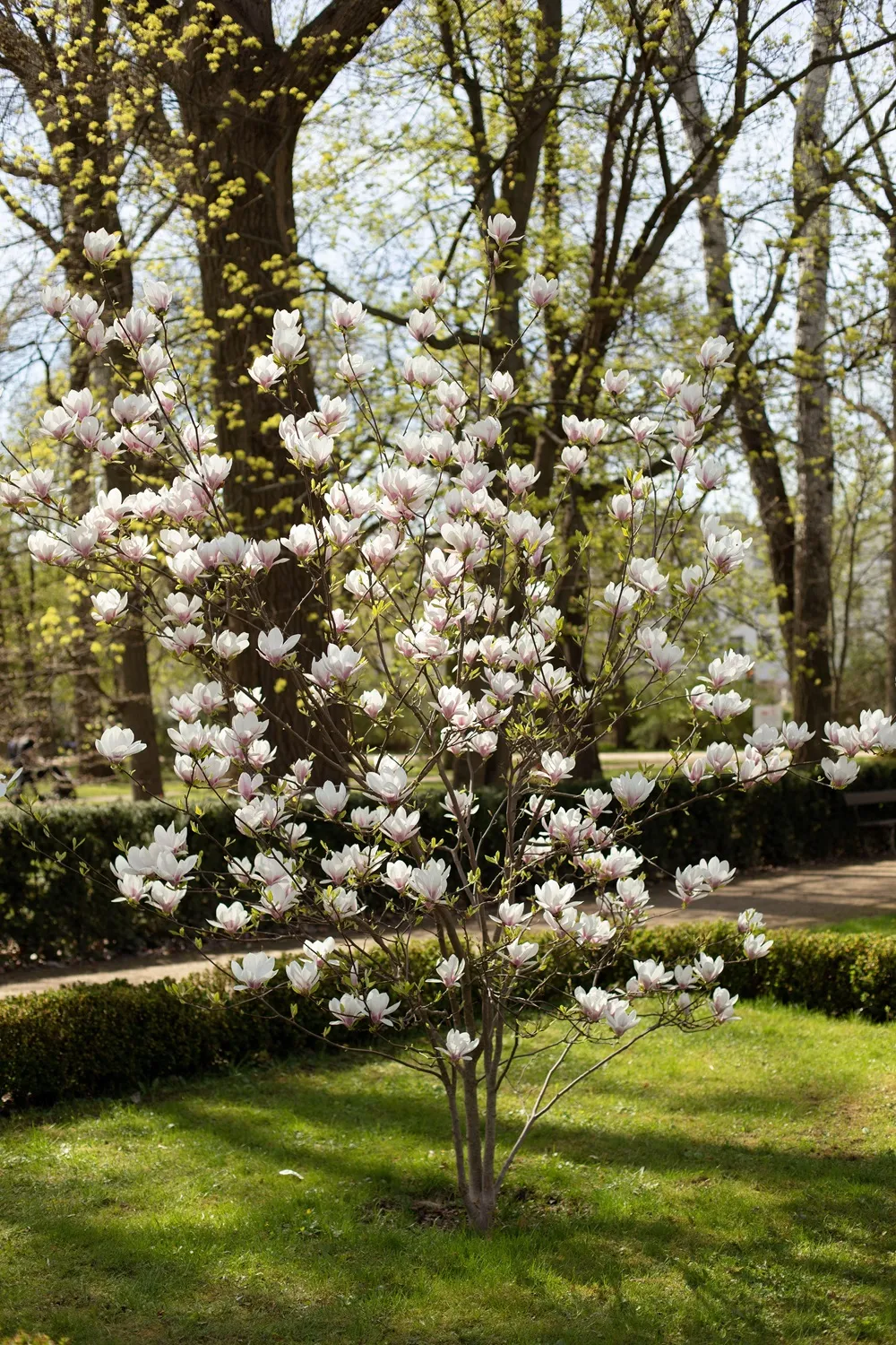 Drzewo do małego ogrodu: magnolia