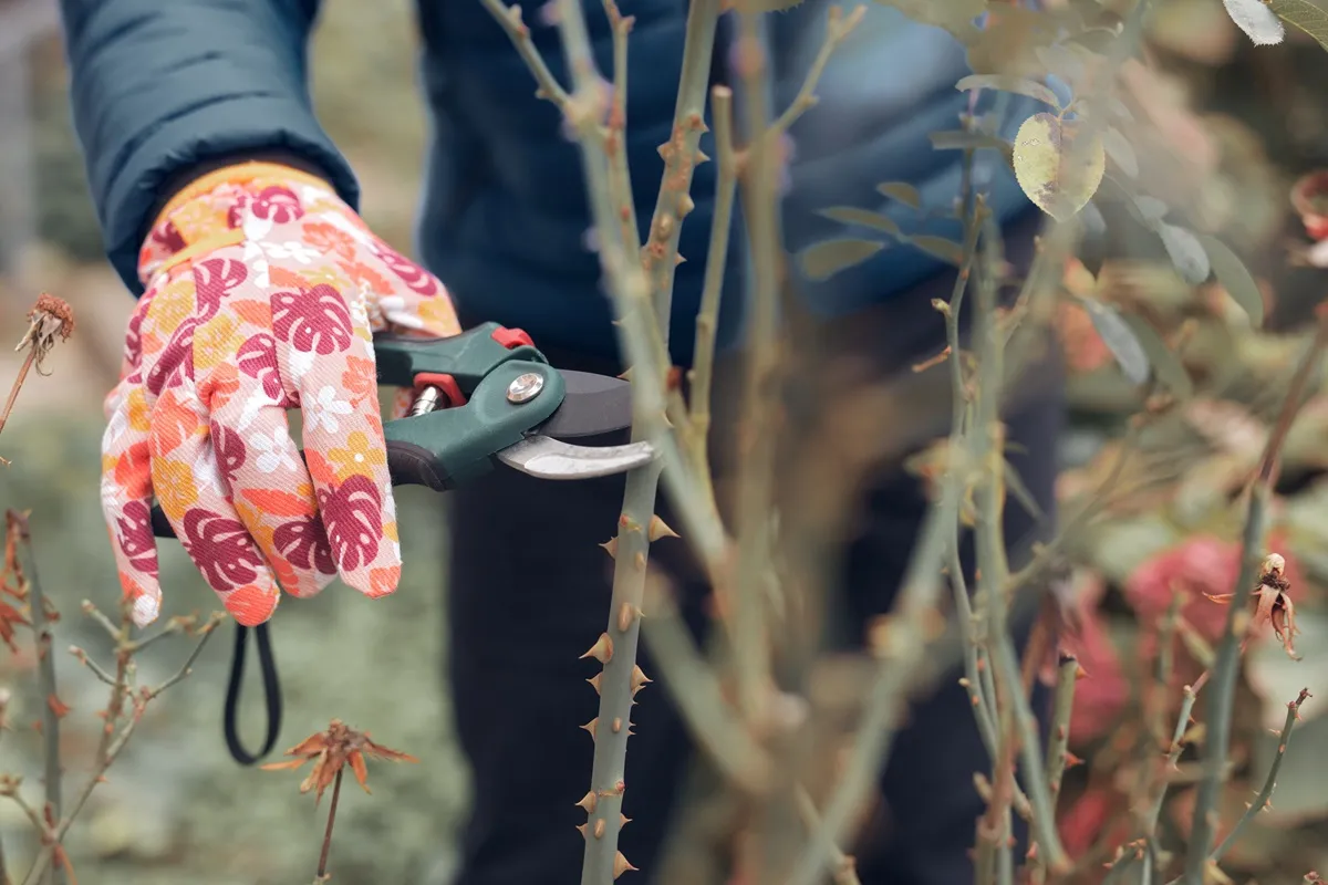 Przytnij je w kwietniu. Jeszcze tej wiosny obsypią się kwiatami