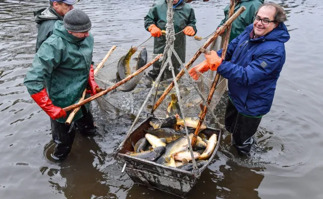 Gróbarczyk: Karp królewski, stał się ostatnio obiektem niezasadnych ataków "celebryckich"