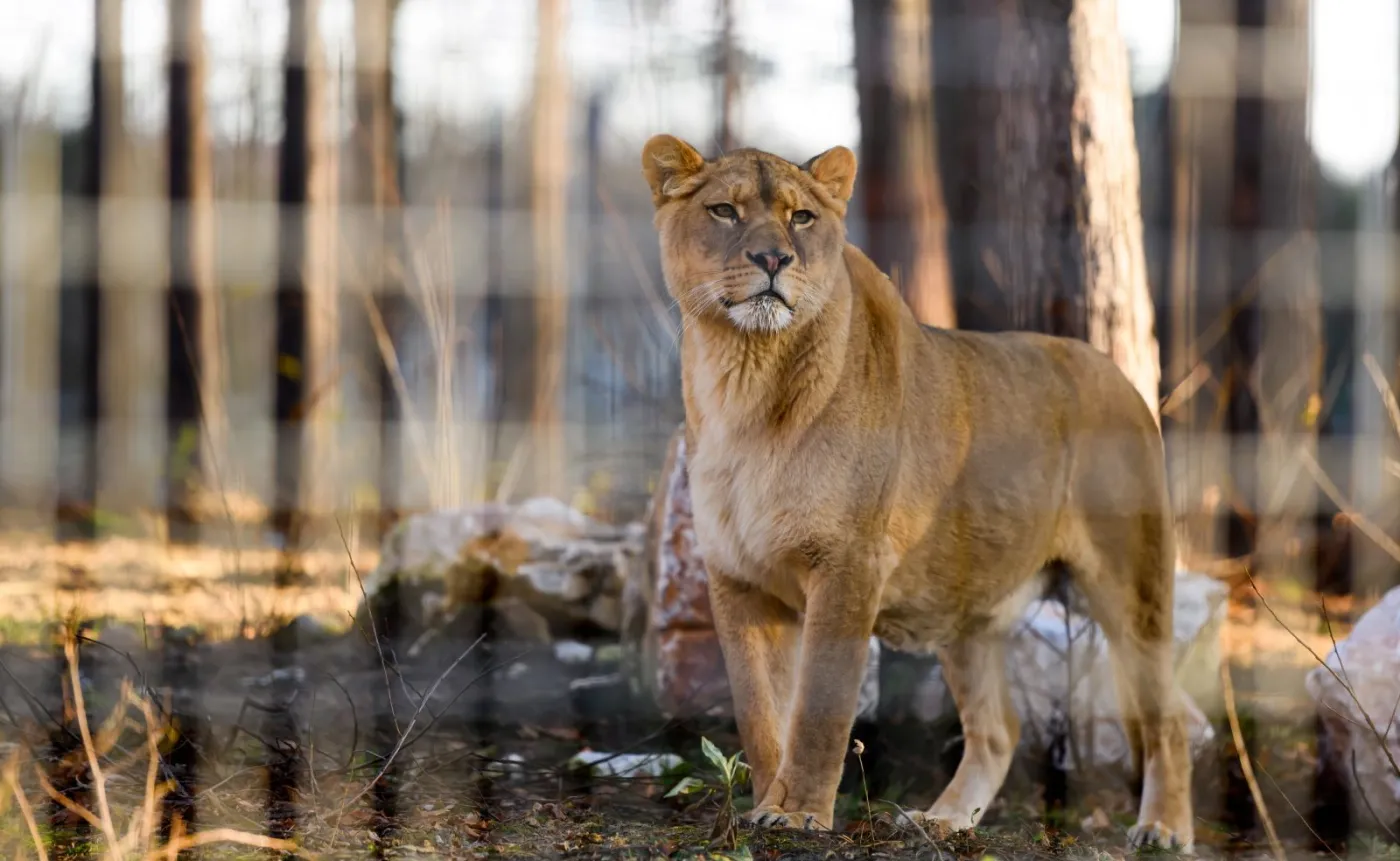 W Poznaniu powstanie "Azyl dla Nieumarłych". Marszałek zadeklarował przekazanie kilkudziesięciu hektarów