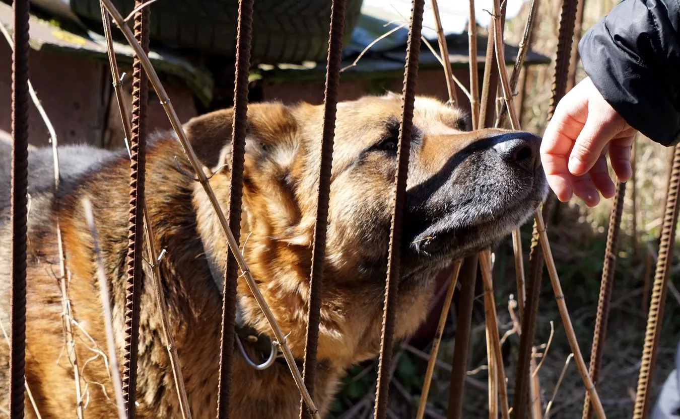 Na szczytach władzy trwa ostra walka o zwierzęta. W przygotowaniu kolejna prozwierzęca ustawa