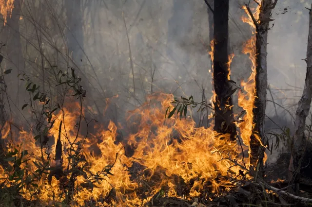 Amazonia płonie. Pożary w Brazylii są zdecydowanie większe niż w zeszłym roku