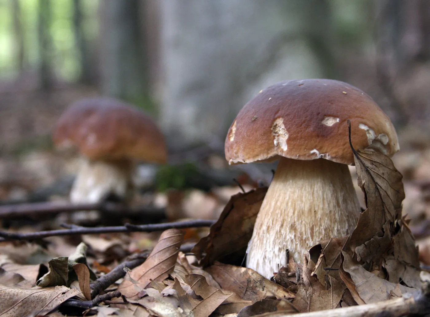 Rumuni ruszyli po polskie grzyby. Leśnicy zawiadamiają prokuraturę o podejrzeniu popełnienia przestępstwa