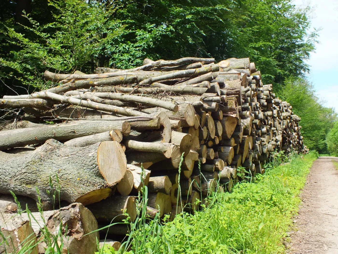 Biowęgiel kontra biomasa. Co jest lepsze dla środowiska?