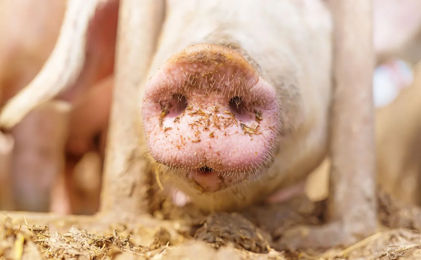 W Niemczech, 6 km od francuskiej granicy, wykryto ognisko ASF