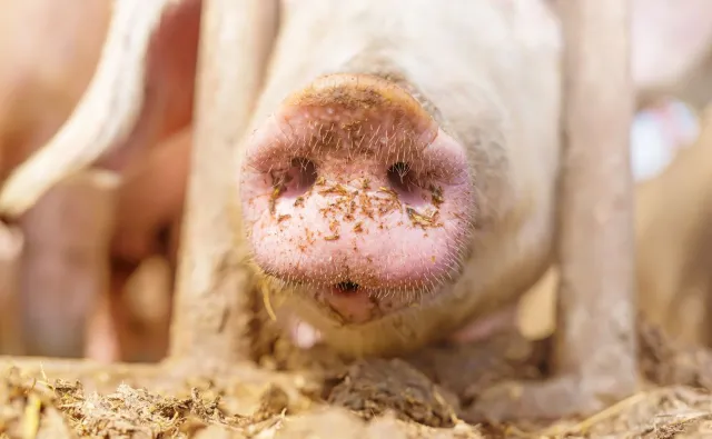 W Niemczech, 6 km od francuskiej granicy, wykryto ognisko ASF