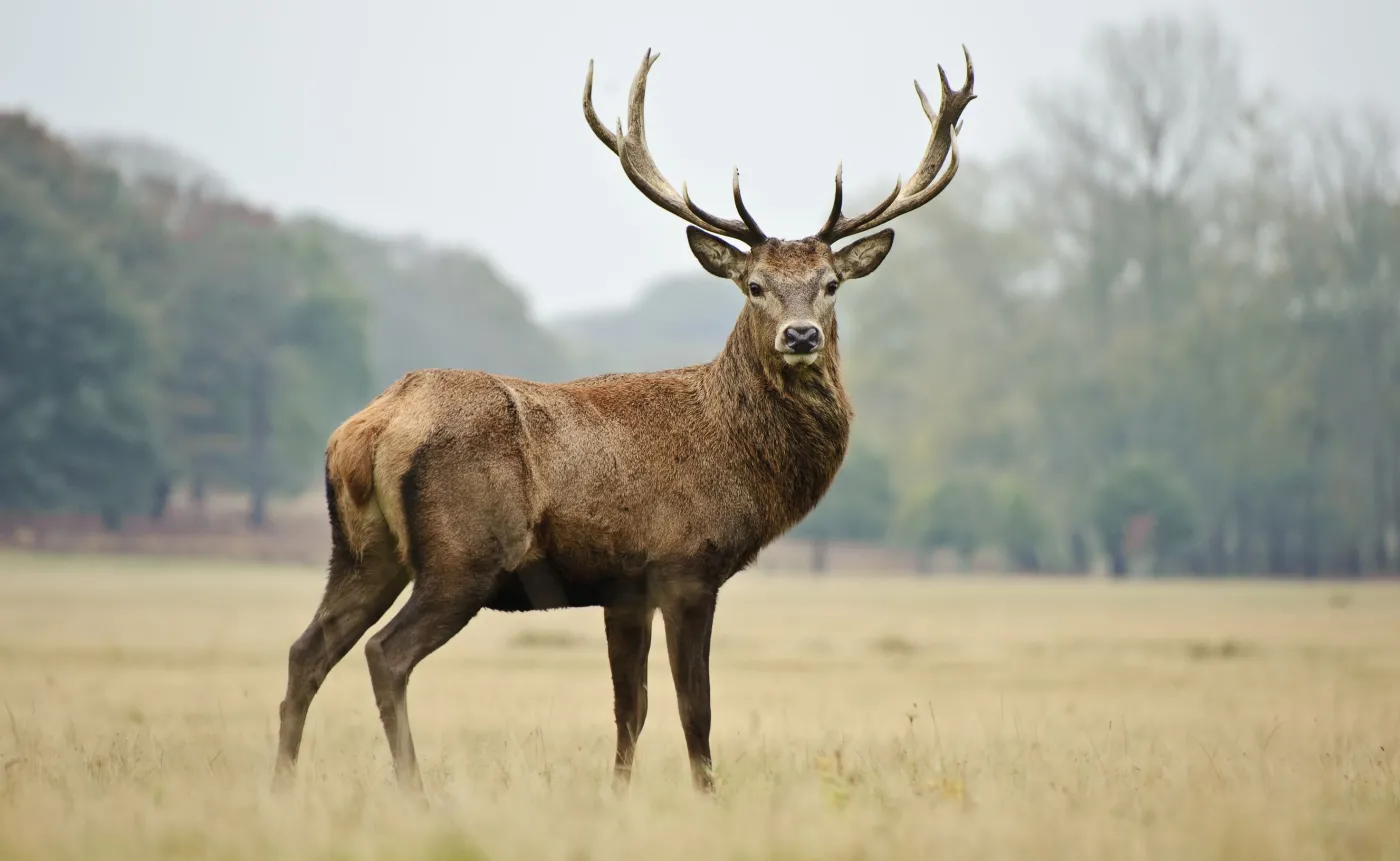 MKiŚ chce wydłużyć okresy polowań na zwierzęta łowne