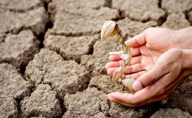 Prof. Olkiewicz: Wszystkich z nas dotykają zmiany klimatu