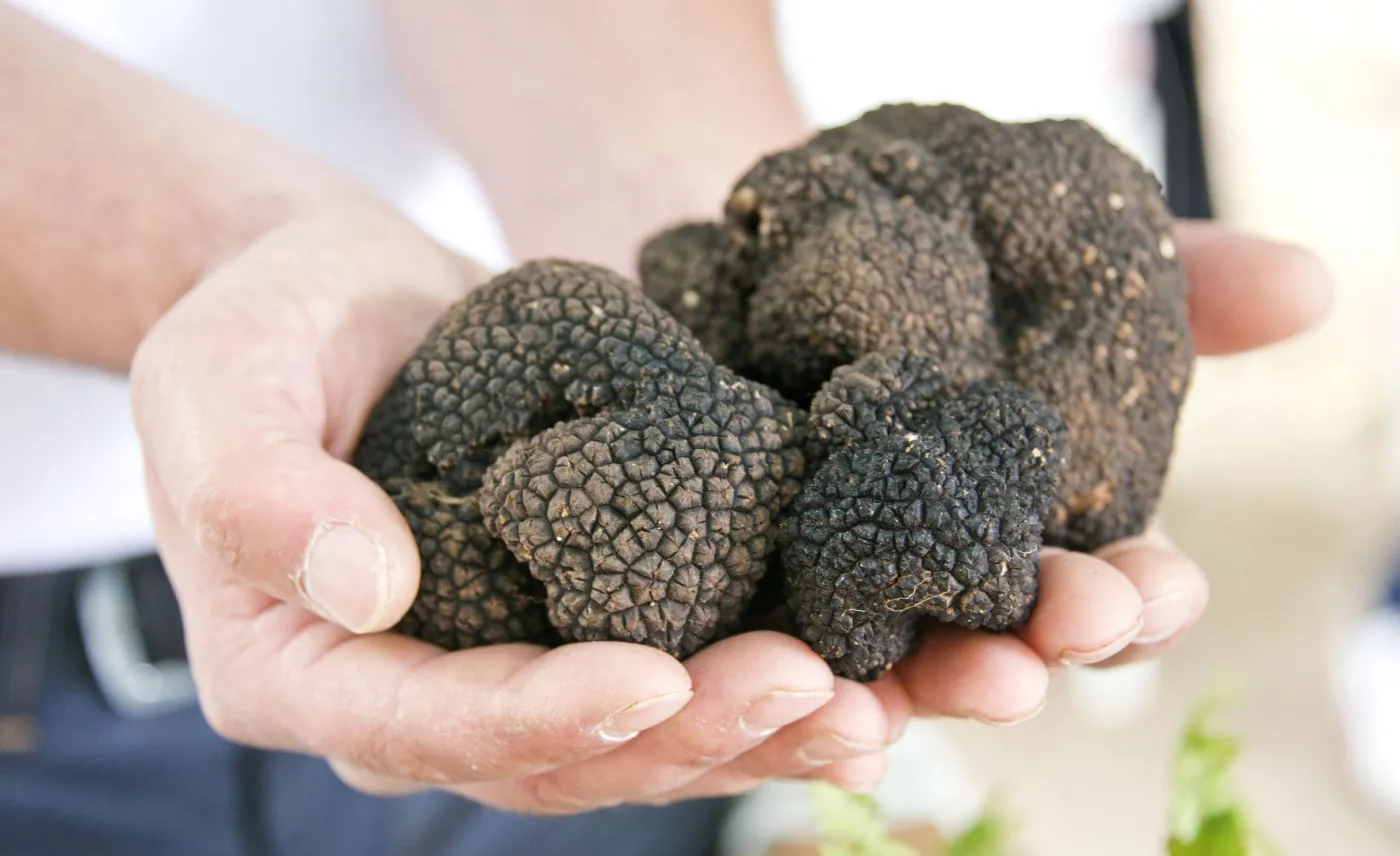 Kryzys truflowy we Włoszech. Brak białych grzybów wywindował ceny