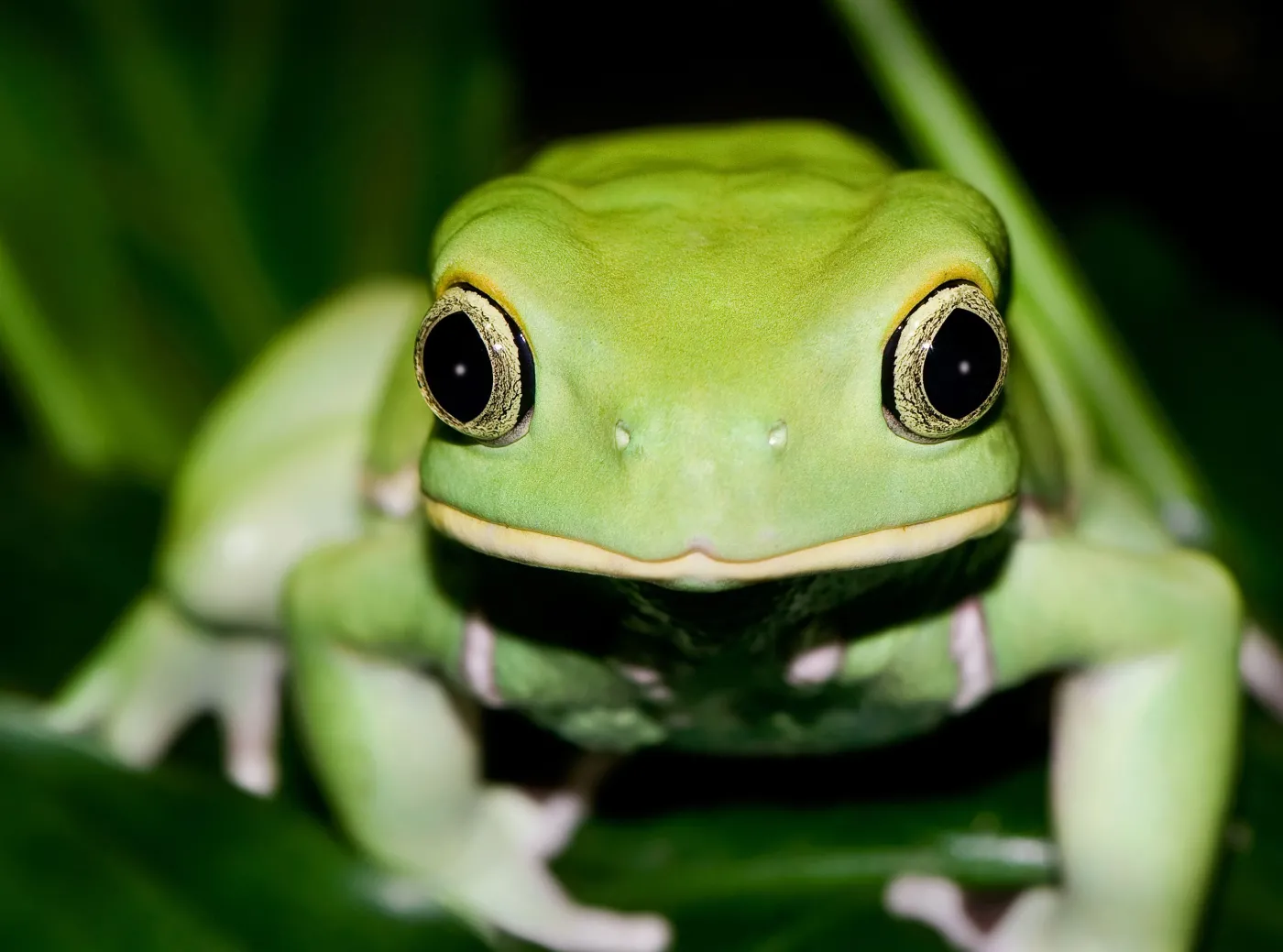Jedzenie żabich udek w UE "ma fatalne konsekwencje dla populacji tych zwierząt na świecie"