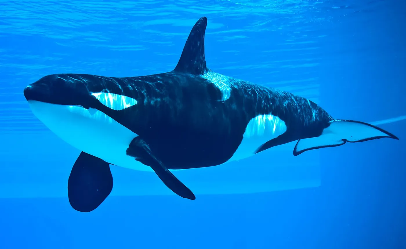 Orki i ludzie: Morskie ssaki prawdopodobnie traktują łodzie jak zabawki