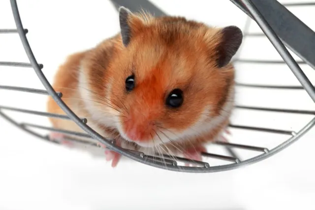 Brytyjskie media: handlujący kryptowalutami chomik zarobił więcej od profesjonalnych inwestorów