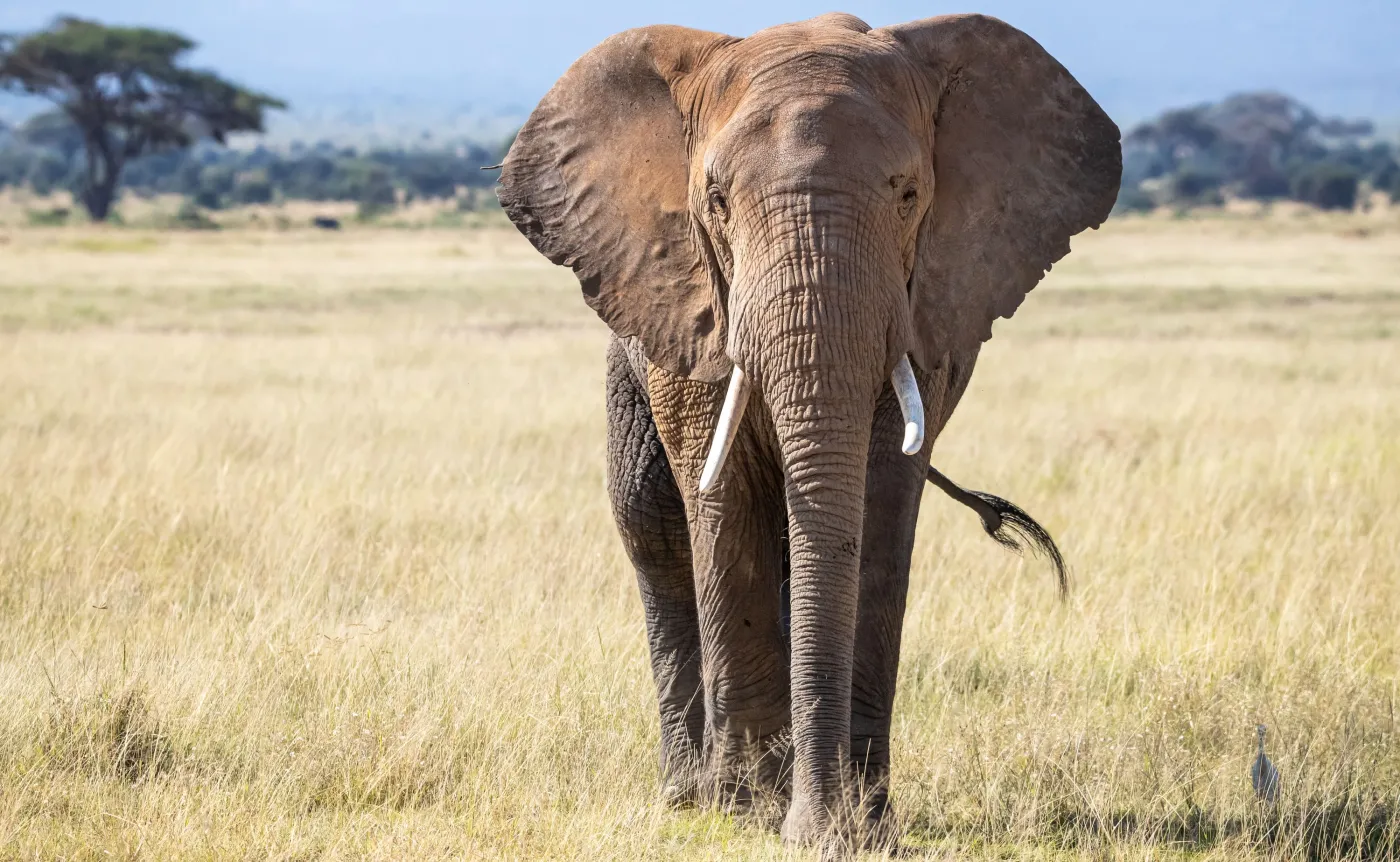 Dziesiątki martwych zwierząt w parku narodowym. Wiadomo, co przyczyniło się do śmierci słoni