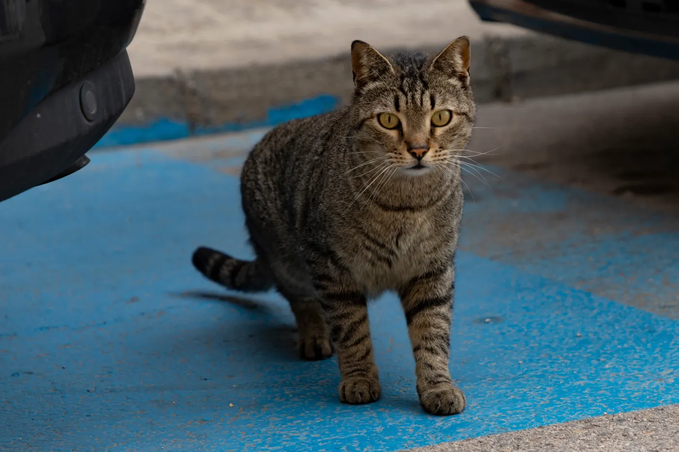 "Koci problem". Wstrzymano budowę osiedla ze względu na żyjące w okolicy koty
