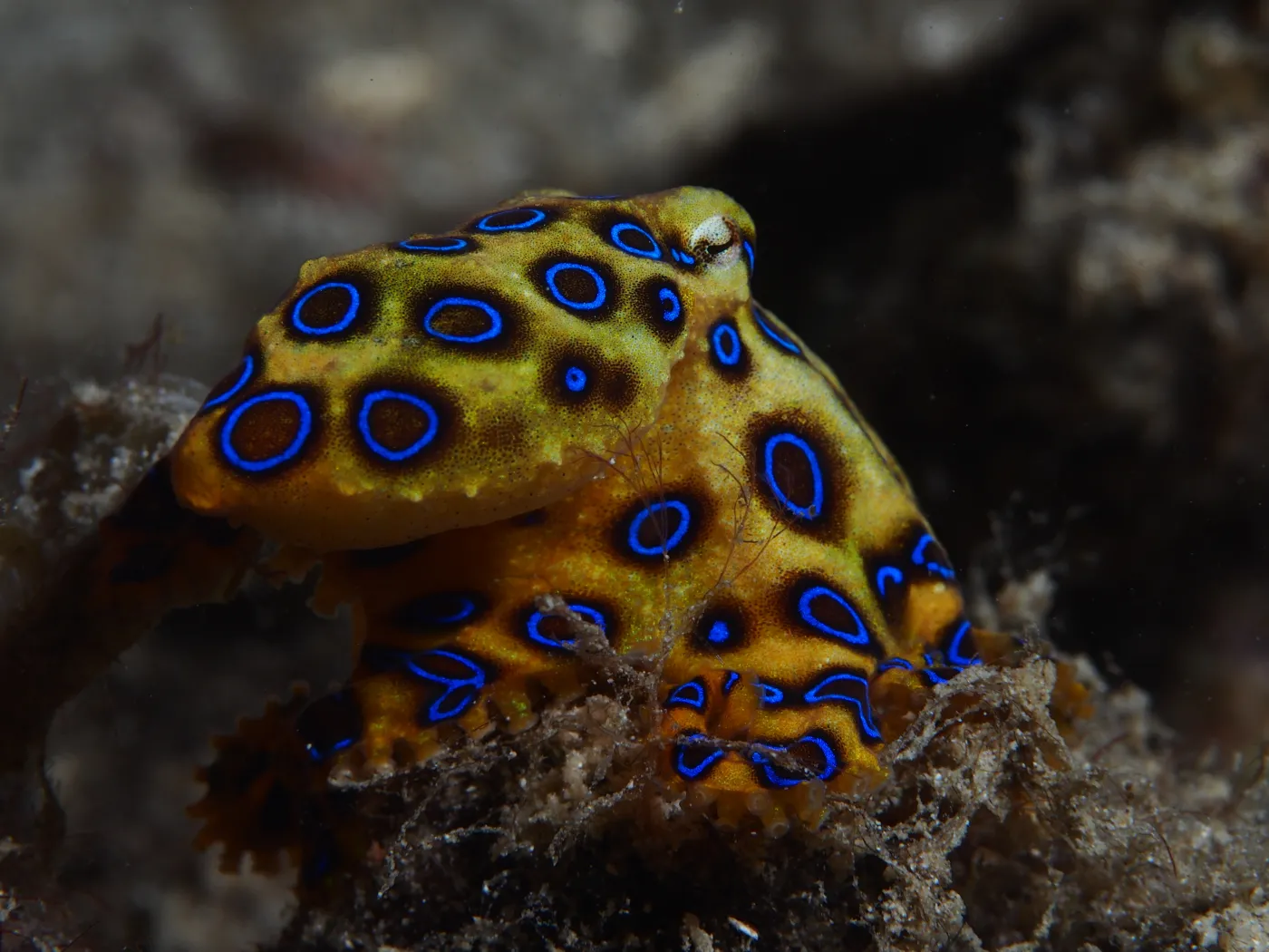 ośmiornica, Hapalochlaena lunulata 