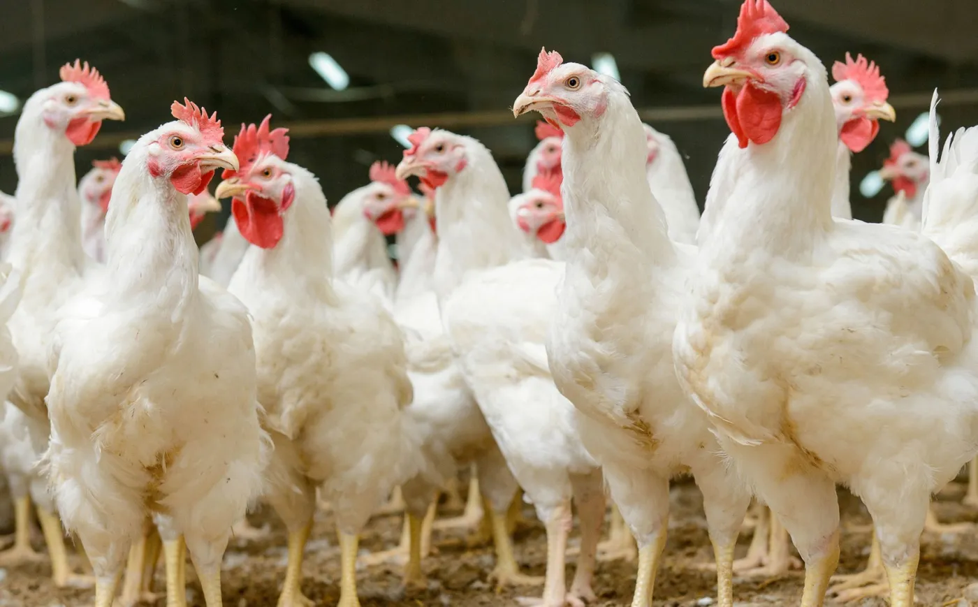 Unia zakaże chowu klatkowego? To możliwe, ale dopiero w 2027 roku