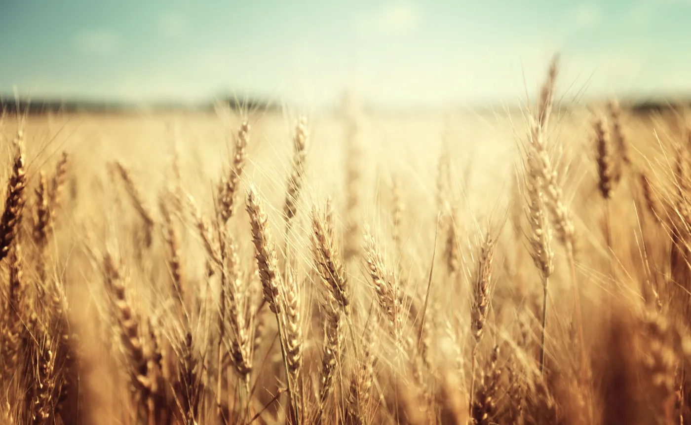 Definicja "zboża strategicznego". Projekt ustawy trafił do Sejmu