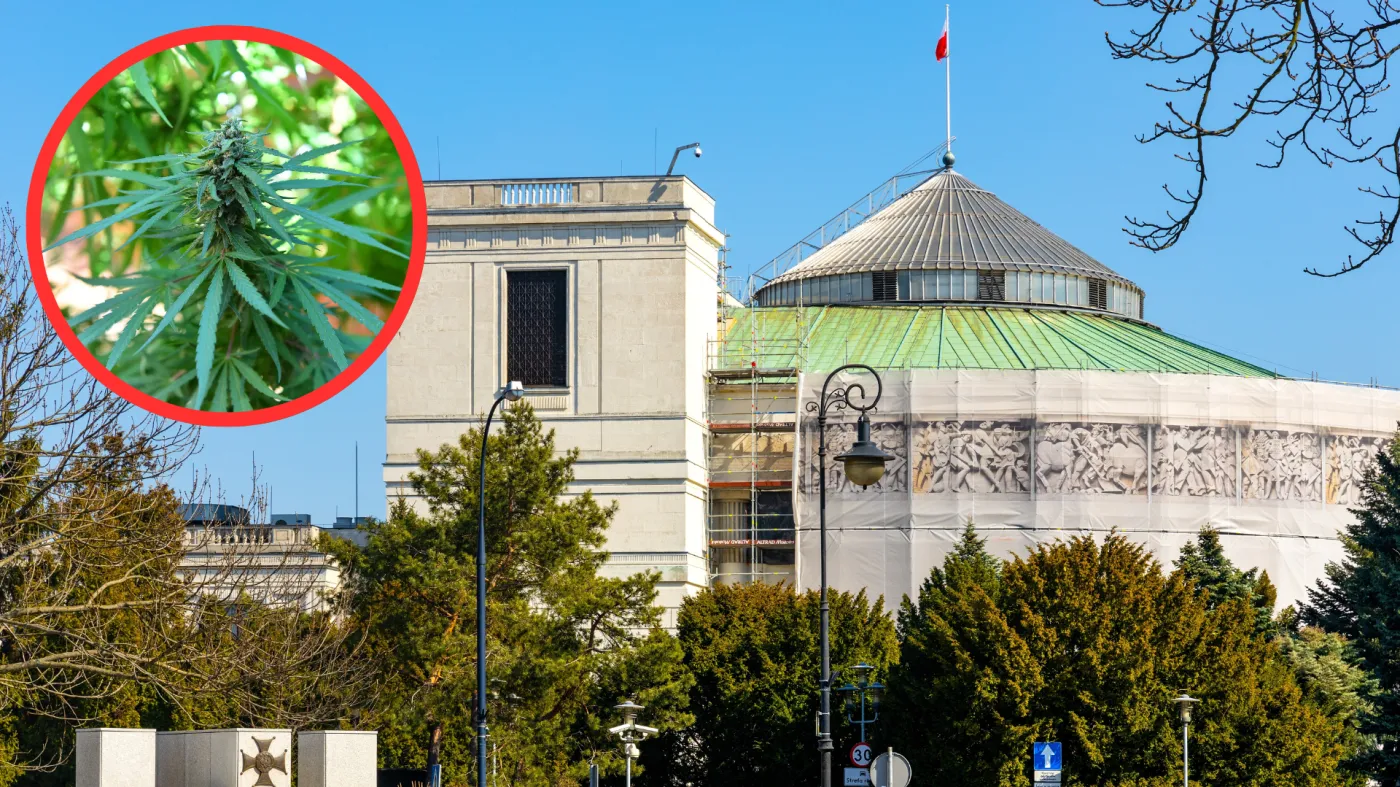 Legalizacja marihuany w Polsce: 15 g suszu i jedna roślina. Sejm zdecyduje