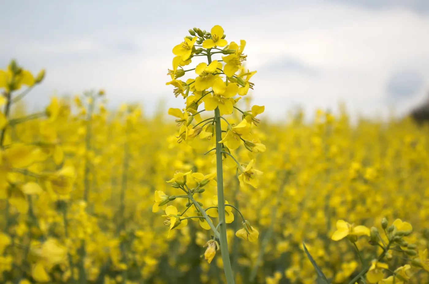 Czy na półkach sklepowych zabraknie oleju? Producenci grzmią. Polsce grozi deficyt rzepaku