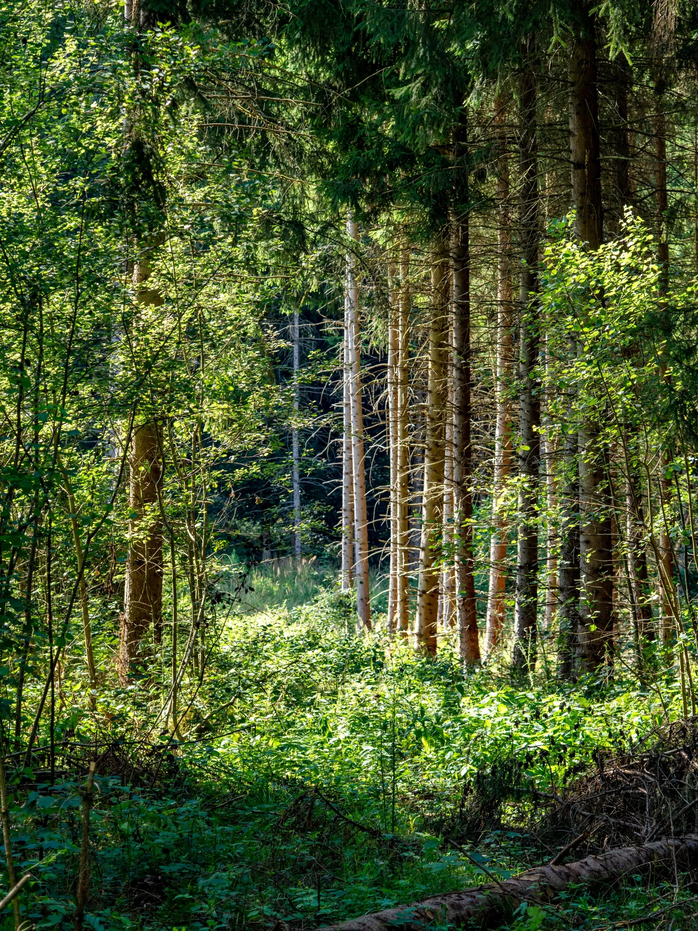 Więzienie za szyszkę, czyli o leśnych skarbach pod szczególną ochroną