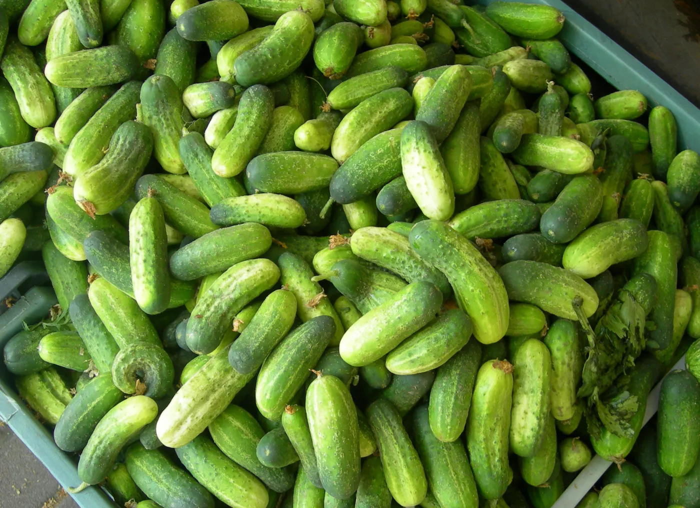 Rolnicy dostaną 210 mln euro pomocy za straty po epidemii bakterii EHEC