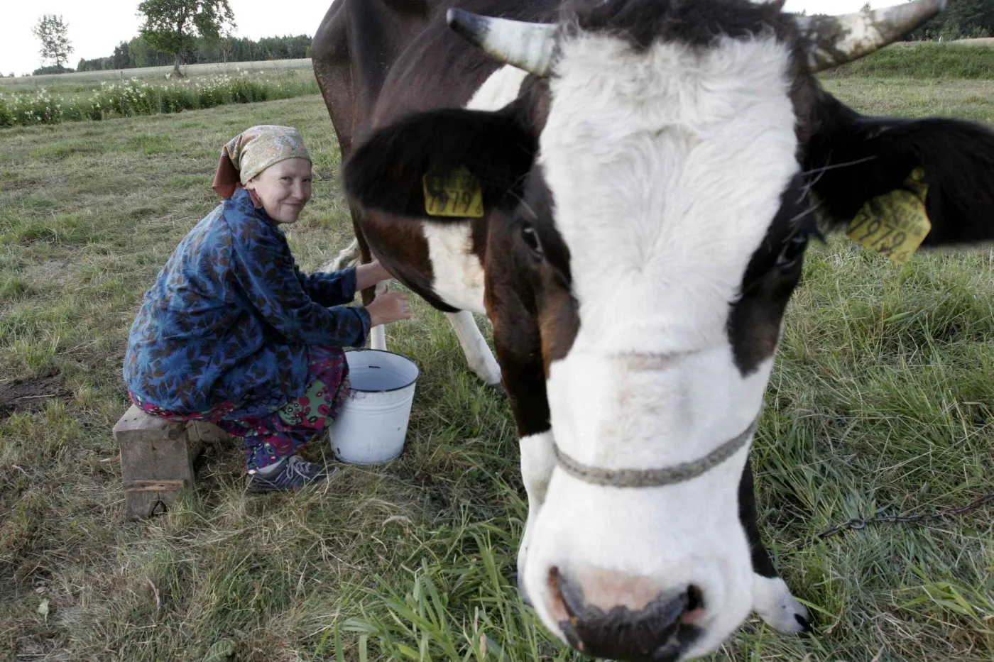 Rosja mówi nie unijnemu mleku z antybiotykami
