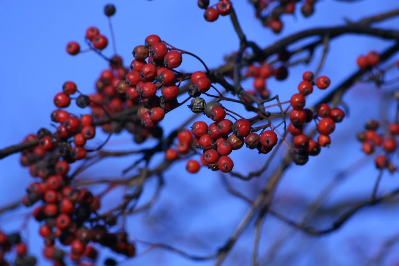 Supermarkety idą w ekologię