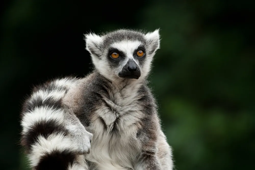 946851-lemur.jpg