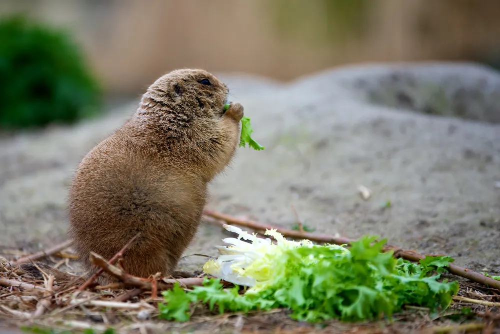 Polski leming przypomina bardziej Rosjanina niż Francuza