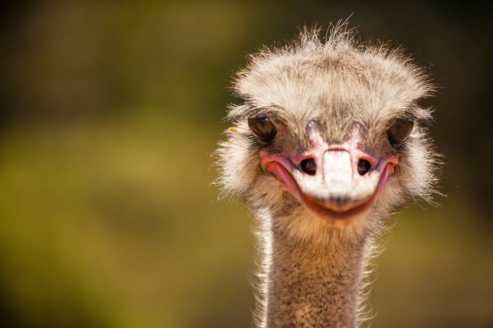 Minister struś. Szef resortu gospodarki robi wszystko, aby uciec od realnych problemów