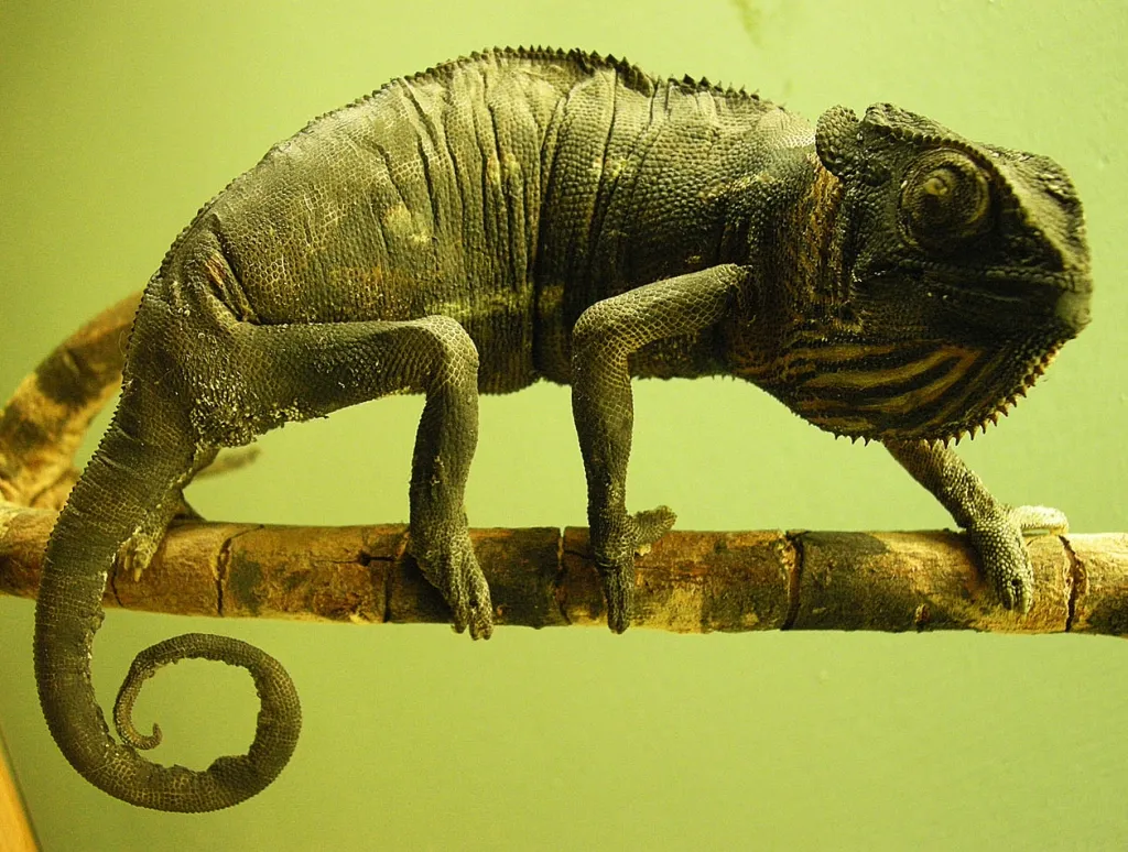 „Szalone” zachowanie 