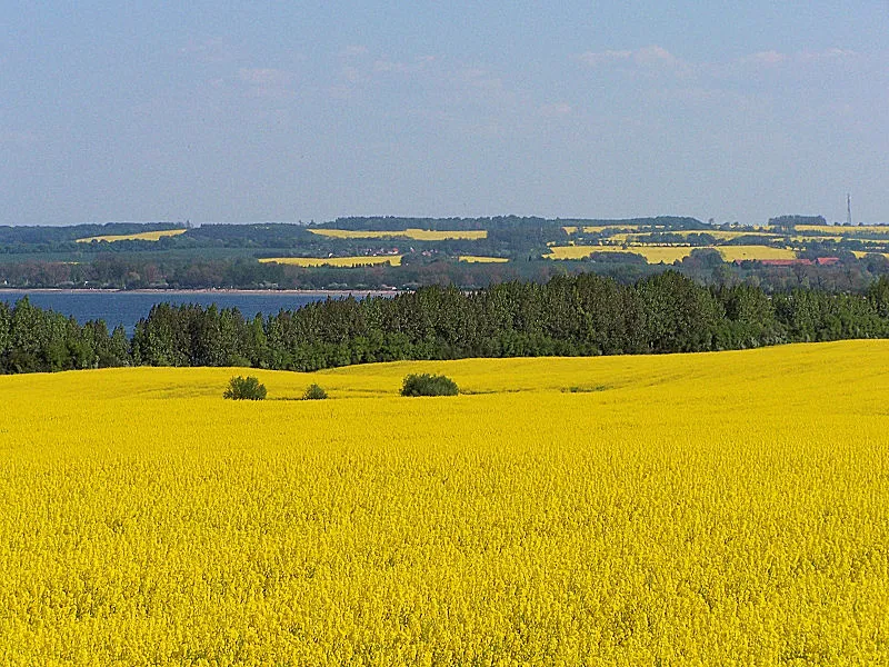Pole rzepaku, fot. Ch.Pagenkopf, źródło Wikimedia Commons, licencja Creative Commons  (CC BY-SA 3.0)