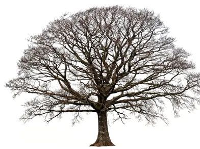 Mieszkańcy Etiopii posadzili ponad 200 mln drzew w jeden dzień