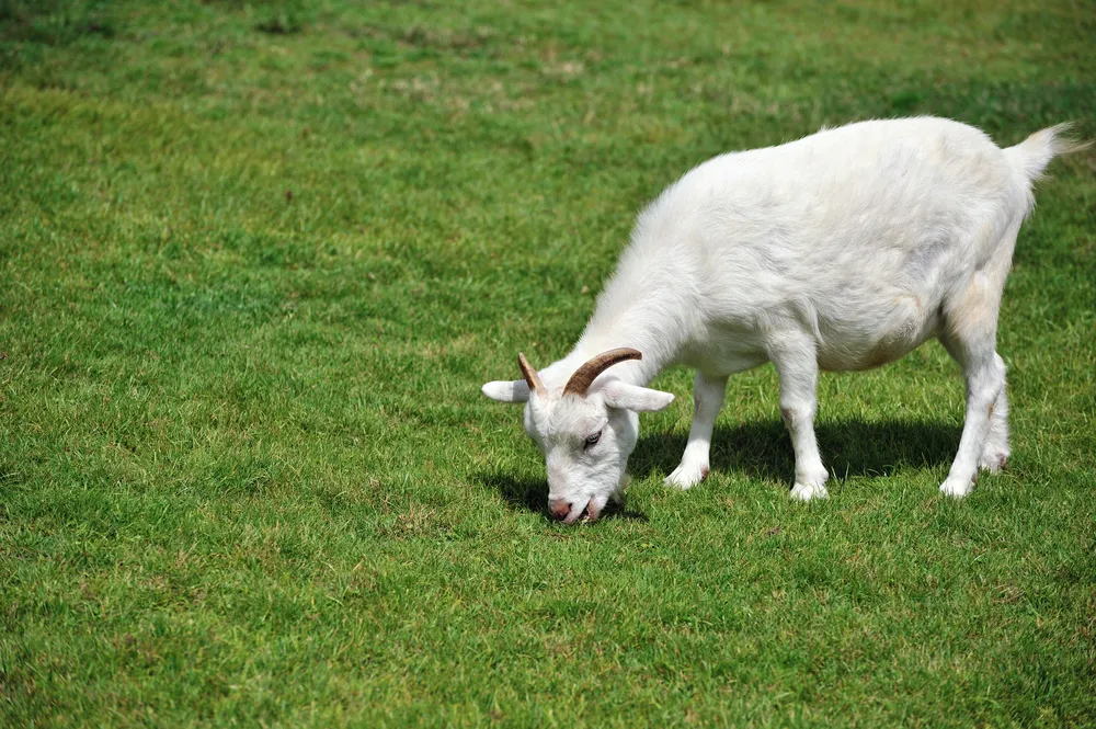 Animal Rescue: pół stada kóz przypłaciło życiem za zabawę m.st. Warszawy w ekologię