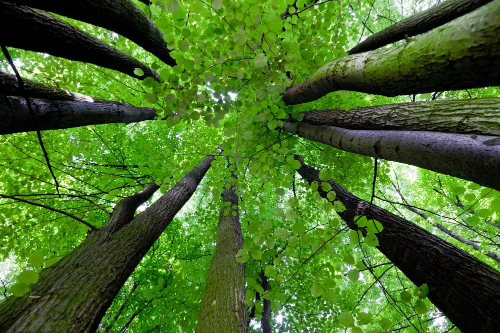 IBL ostrzega: Zagrożenie pożarami w lasach jest bardzo wysokie