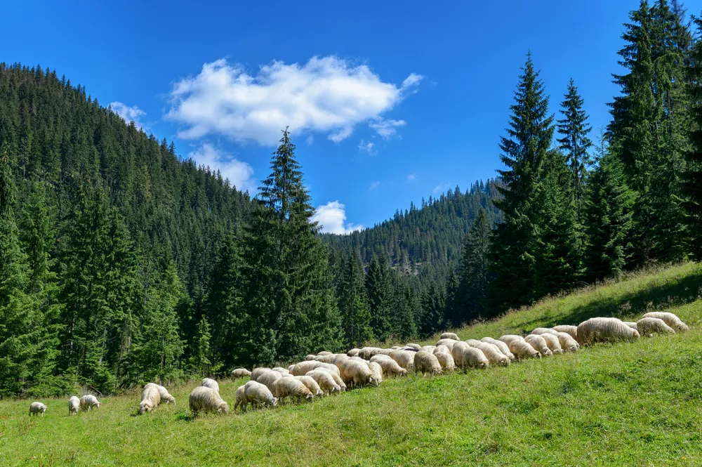 Z Mordoru prosto na pastwisko. Kursy na baców i juhasów biją rekordy popularności