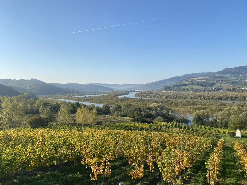 winnica Dunajec Polska produkcja