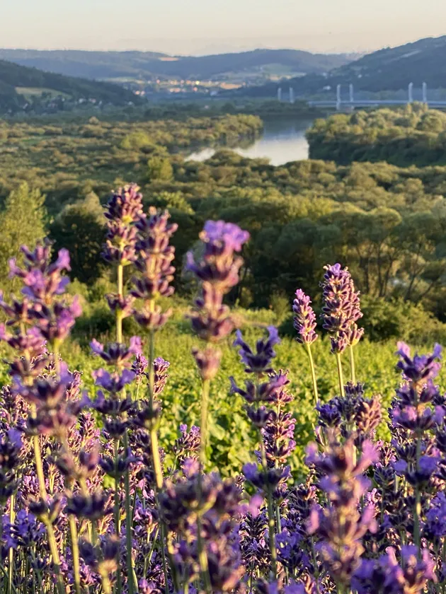winnica Dunajec Polska produkcja
