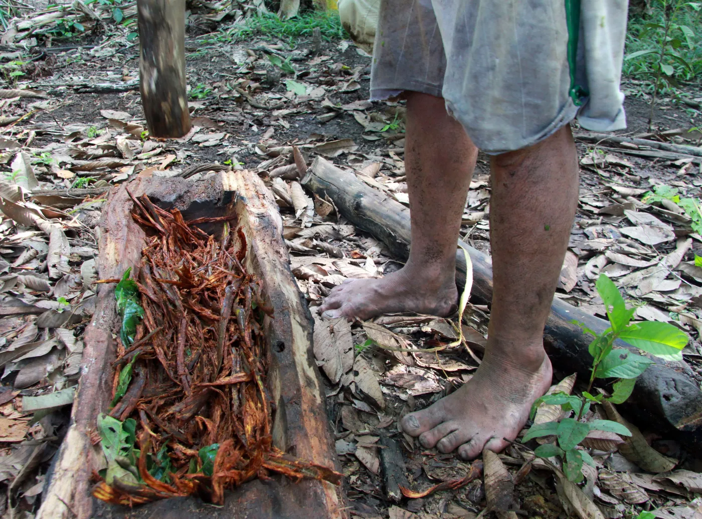 2414460-proces-robienia-eliksiru-ayahuasca.jpg