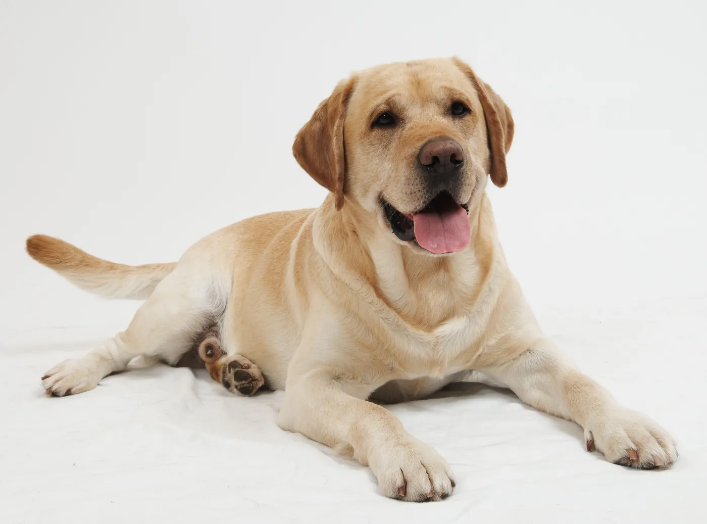 Pies wykryje raka płuc