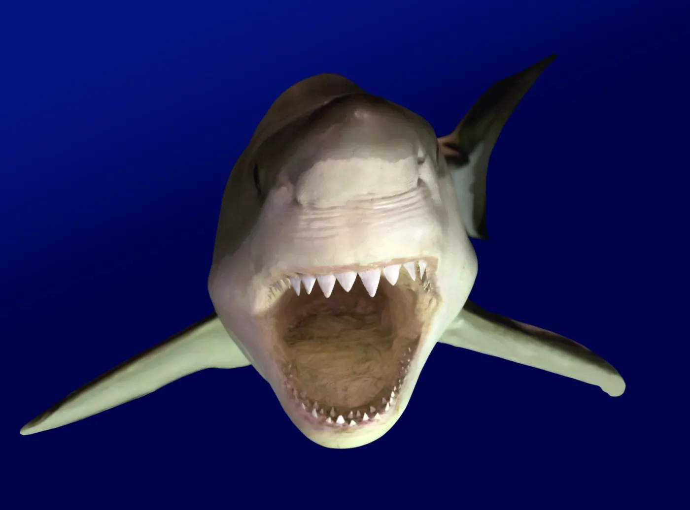 Plaga rekinów na francuskiej wyspie. Zaczynają zagrażać ludziom