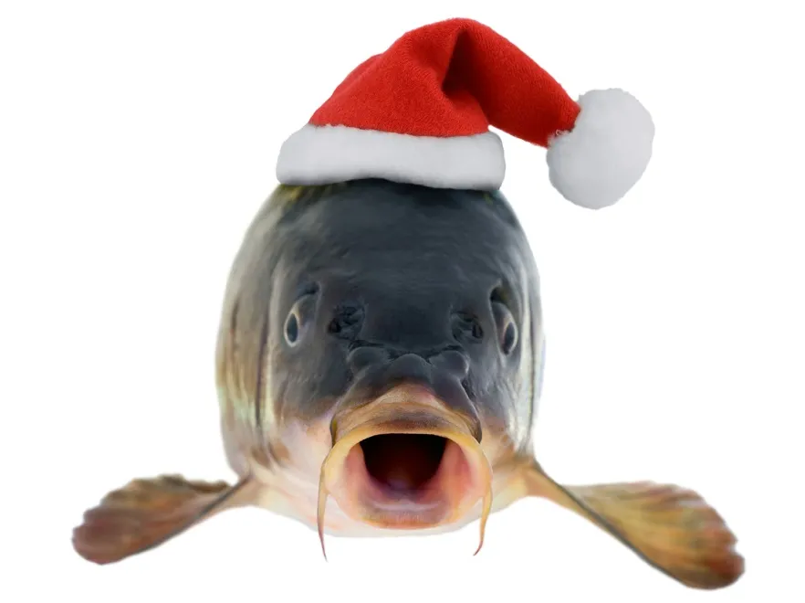 Świeżemu dobrze z oczu patrzy! Jak wybrać wigilijnego karpia?