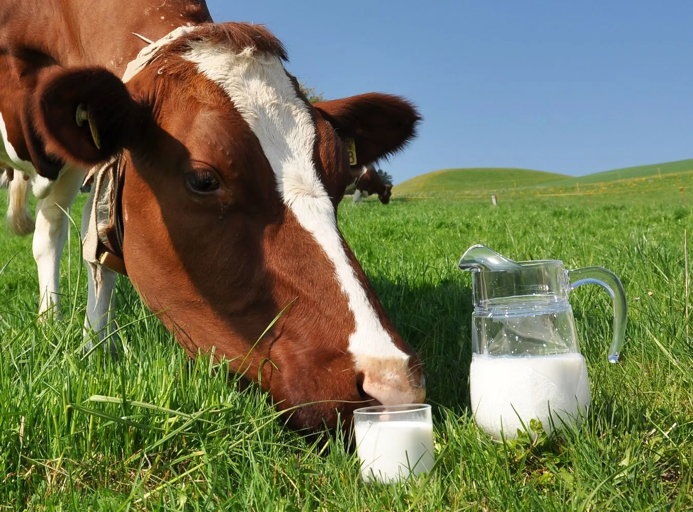 Jest nowy wielki hit handlowy. Sam go kupisz w mlekomacie