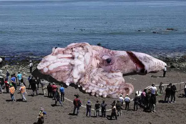 Potwór morski na plaży w Kaliforni (fot. lightlybraisedturnip.com)